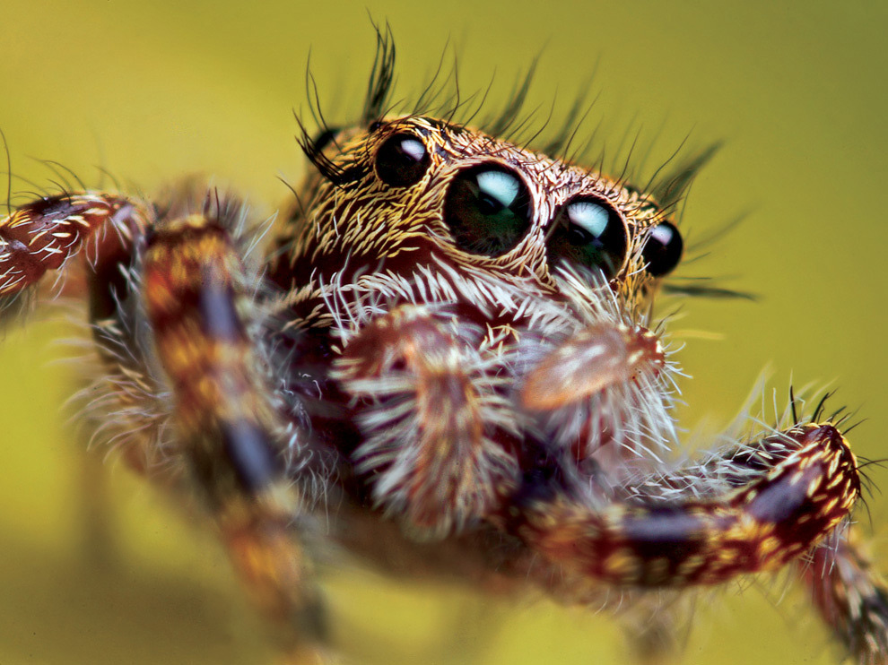 National Geographic: лучшие фотографии марта