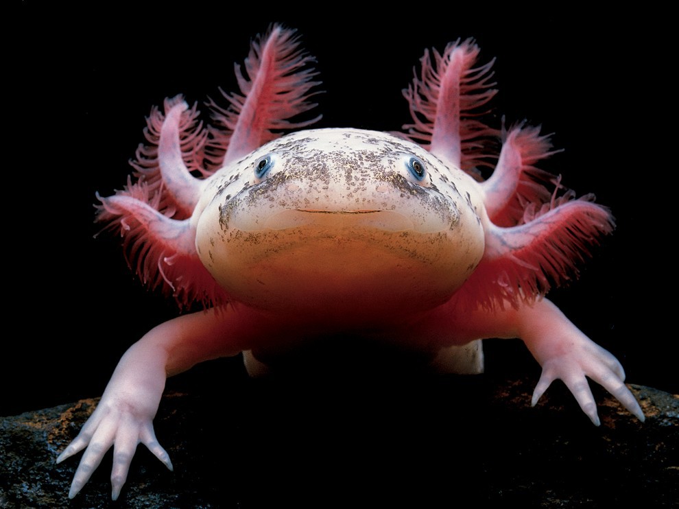 National Geographic: лучшие фотографии марта