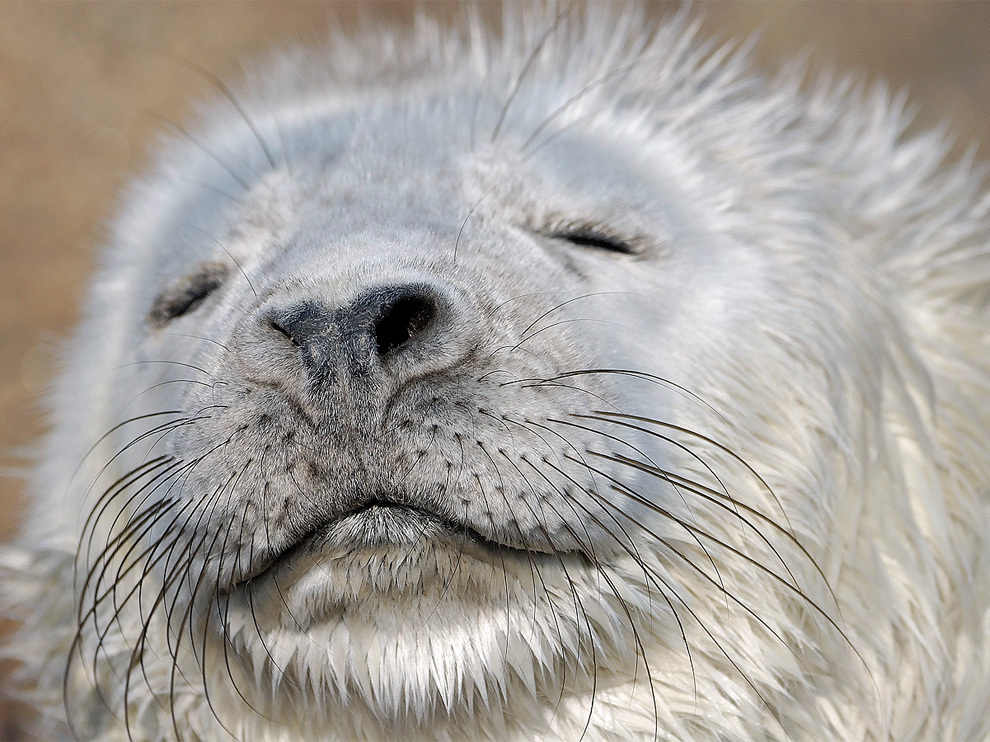 National Geographic: лучшие фотографии марта