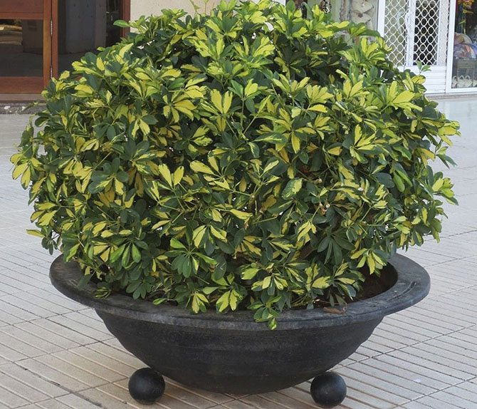 Комнатные растения, очищающие воздух