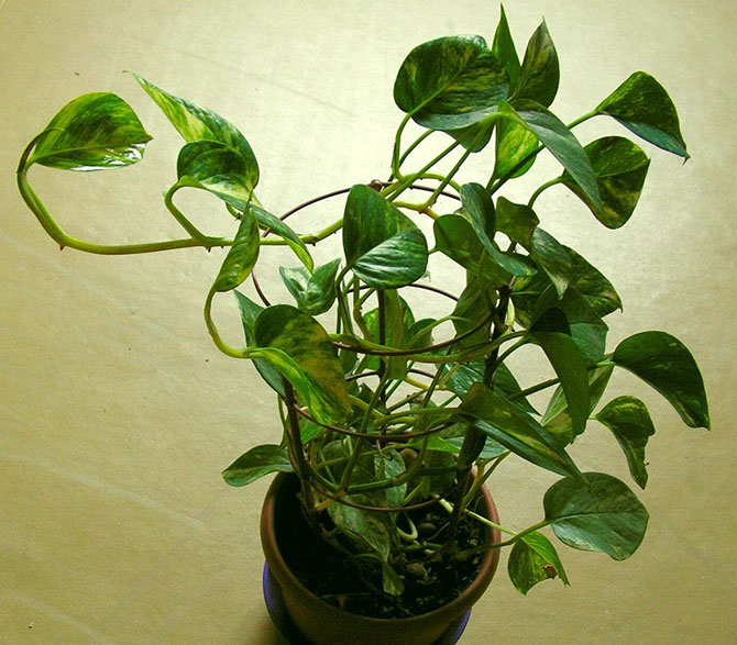 Комнатные растения, очищающие воздух