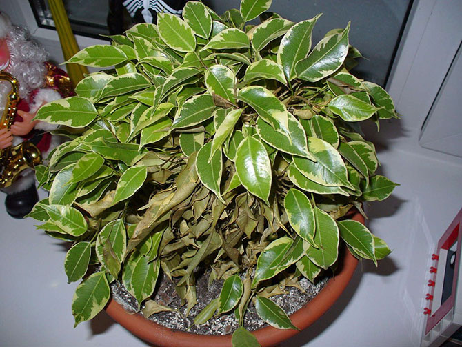 Комнатные растения, очищающие воздух