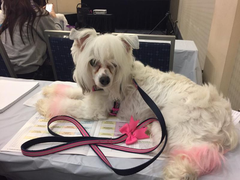 Грумер постоянно красит свою собаку, чтобы та была похожа на дракона, зебру или хиппи