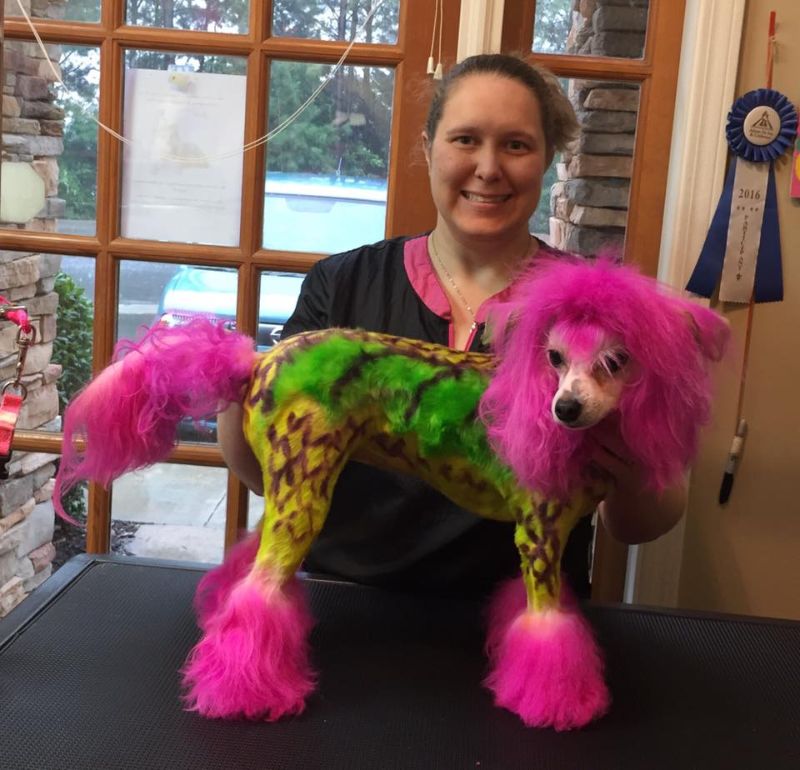 Грумер постоянно красит свою собаку, чтобы та была похожа на дракона, зебру или хиппи