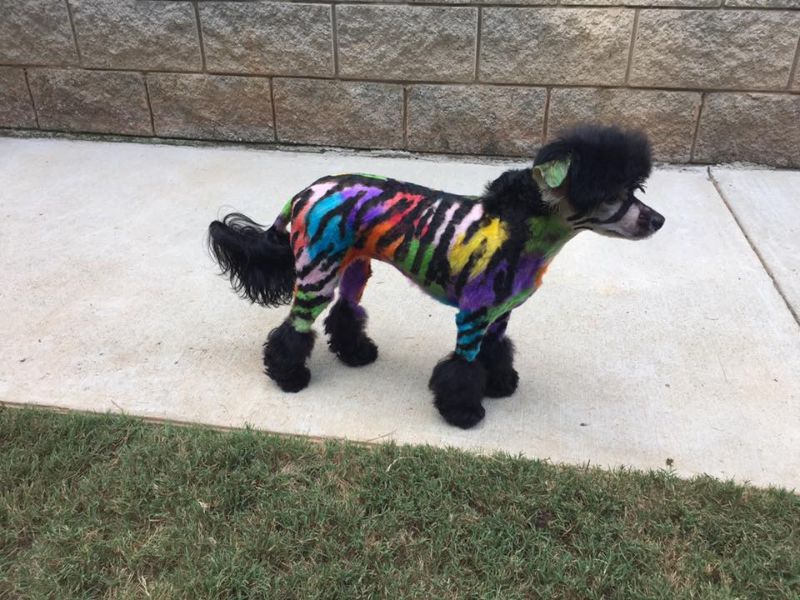 Грумер постоянно красит свою собаку, чтобы та была похожа на дракона, зебру или хиппи