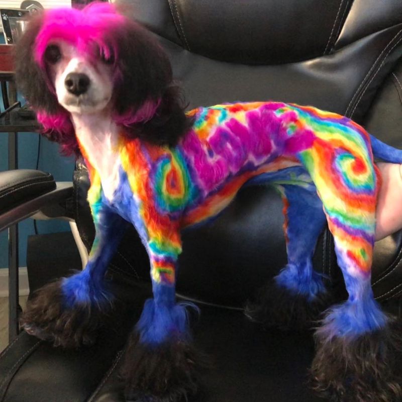 Грумер постоянно красит свою собаку, чтобы та была похожа на дракона, зебру или хиппи