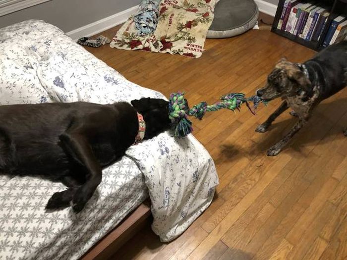 Лентяи и их идеи