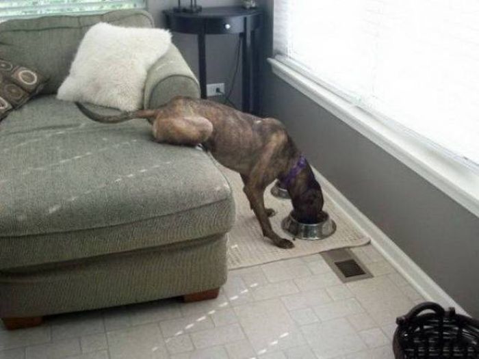 Лентяи и их идеи