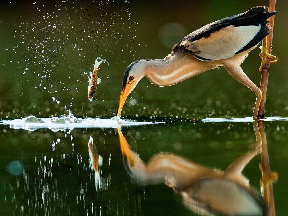National Geographic: лучшие фотографии апреля National Geographic: лучшие фотографии апреля