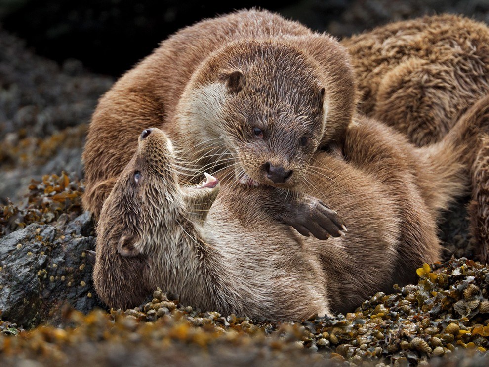 National Geographic: лучшие фотографии апреля National Geographic: лучшие фотографии апреля