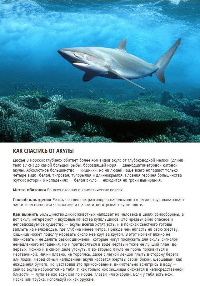 Как выжить в схватке с хищным животным