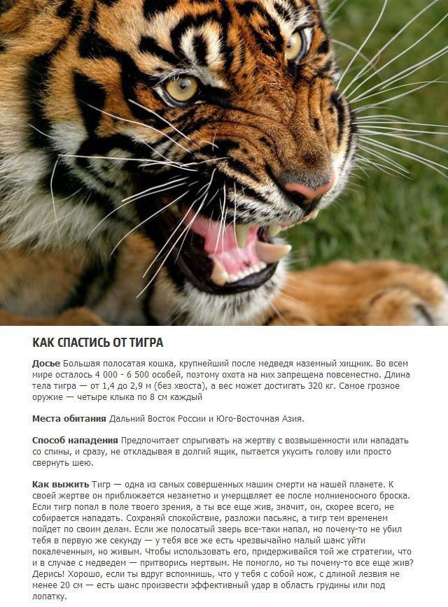 Как выжить в схватке с хищным животным