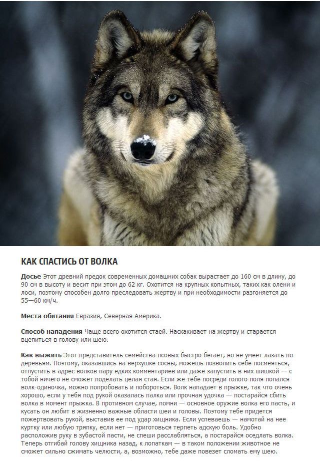 Как выжить в схватке с хищным животным