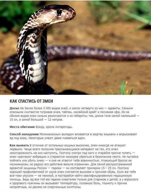 Как выжить в схватке с хищным животным