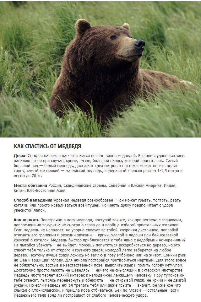 Как выжить в схватке с хищным животным