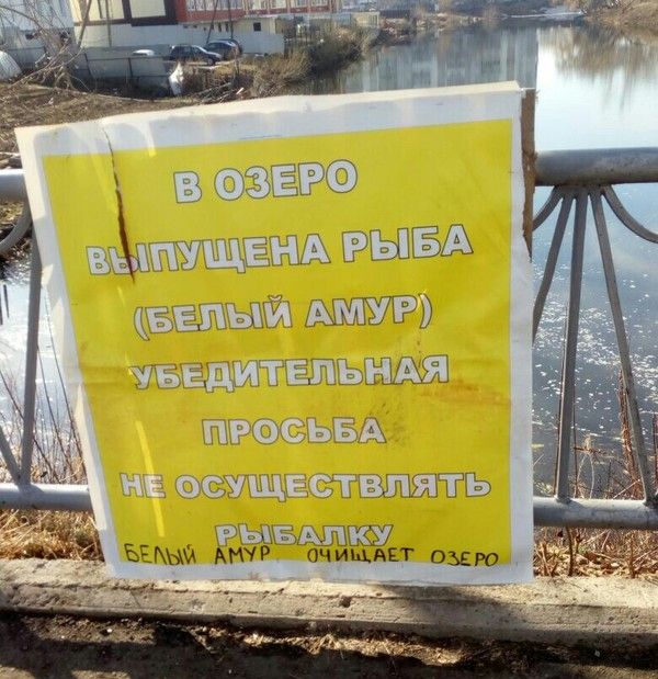 Белый амур в озере