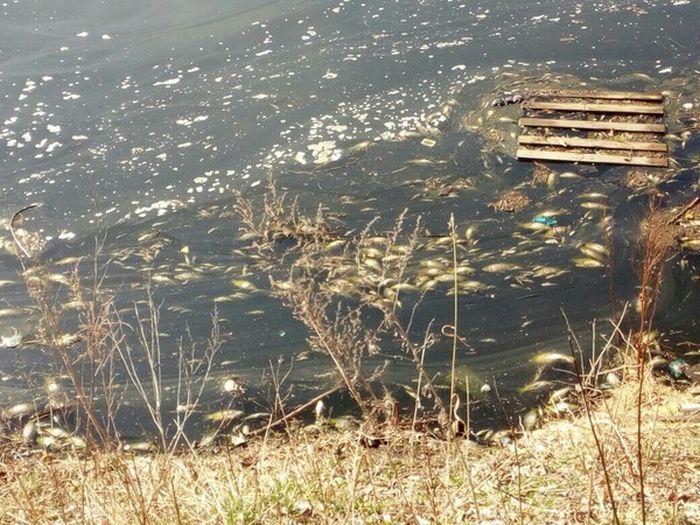 Белый амур в озере