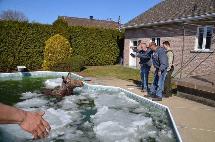 Странности из Канады