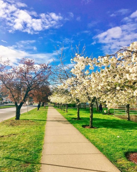 Странности из Канады