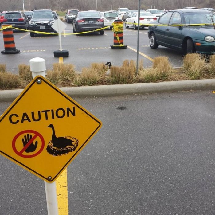 Странности из Канады