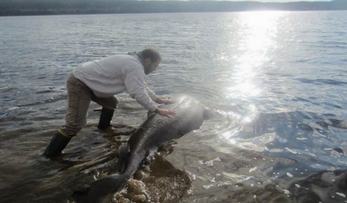 Странности из Канады