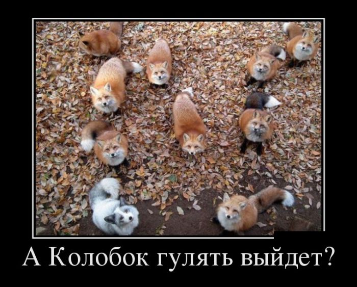 Демотиваторы