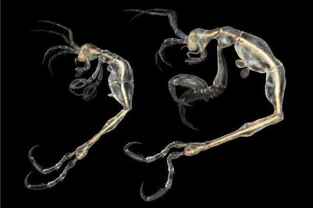 Новые виды флоры и фауны, открытые в 2014 году (10 фото) Новые виды флоры и фауны, открытые в 2014 году (10 фото)