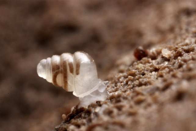 Новые виды флоры и фауны, открытые в 2014 году (10 фото) Новые виды флоры и фауны, открытые в 2014 году (10 фото)