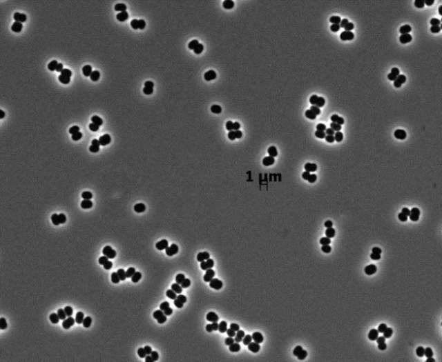 Новые виды флоры и фауны, открытые в 2014 году (10 фото) Новые виды флоры и фауны, открытые в 2014 году (10 фото)