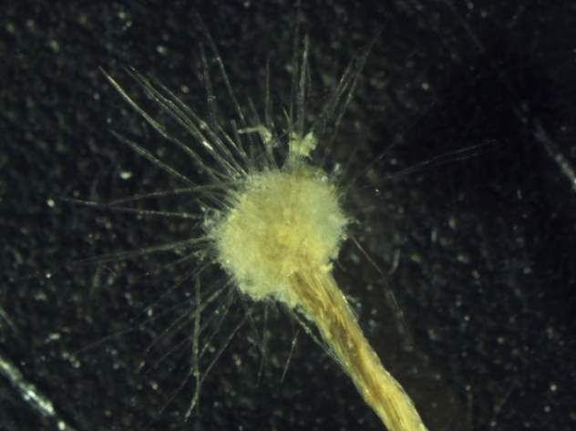 Новые виды флоры и фауны, открытые в 2014 году (10 фото) Новые виды флоры и фауны, открытые в 2014 году (10 фото)