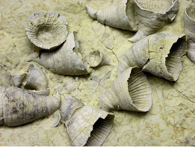 5 самых массовых вымираний животных 5 самых массовых вымираний животных