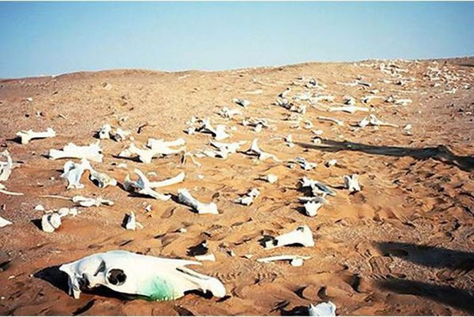 5 самых массовых вымираний животных 5 самых массовых вымираний животных