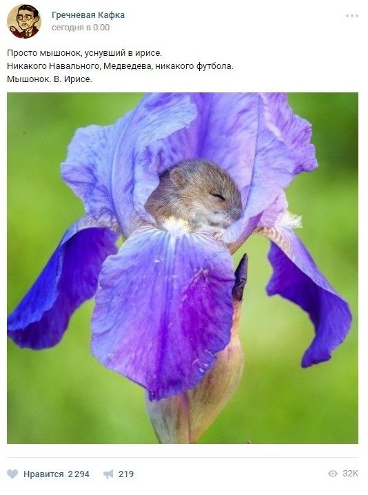 Потерпев поражение от Мексики, сборная России покидает Кубок конфедераций