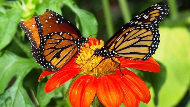 Самые глупые фобии