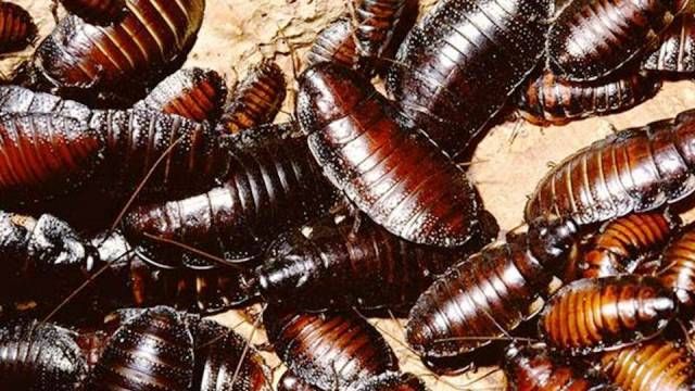 Самые глупые фобии