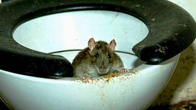 Самые глупые фобии