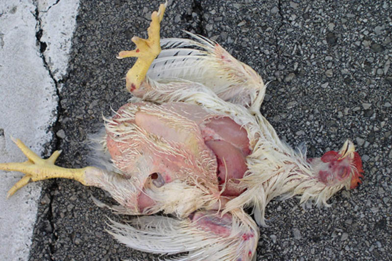 15 мифов об американской еде