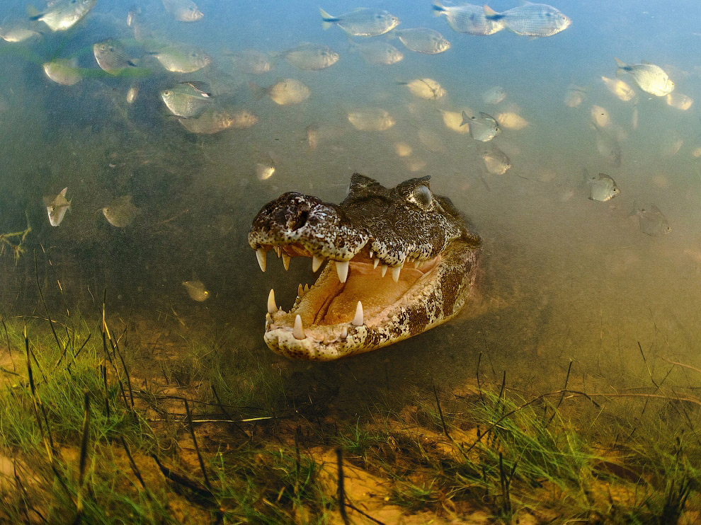 National Geographic: лучшие фотографии августа