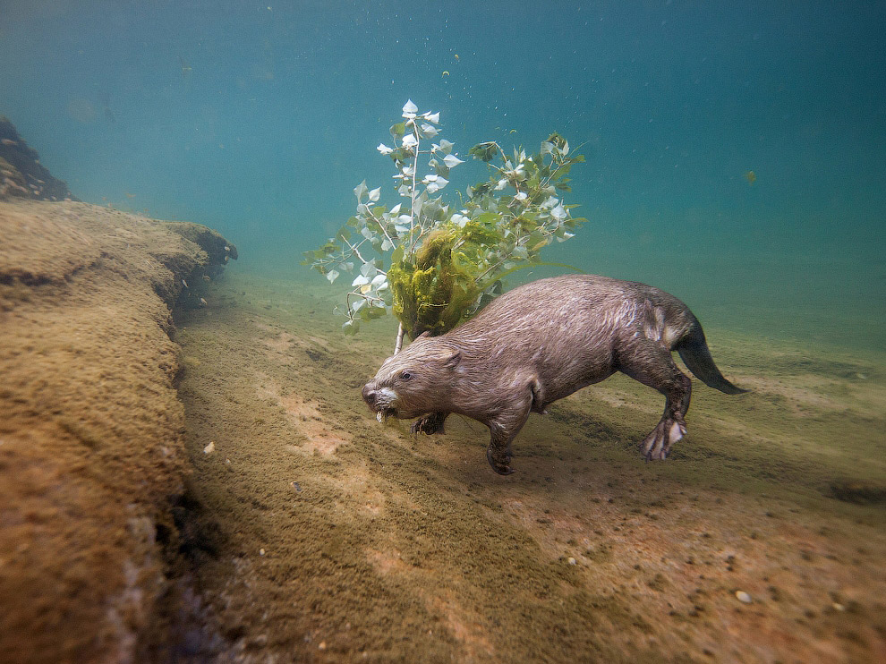 National Geographic: лучшие фотографии августа