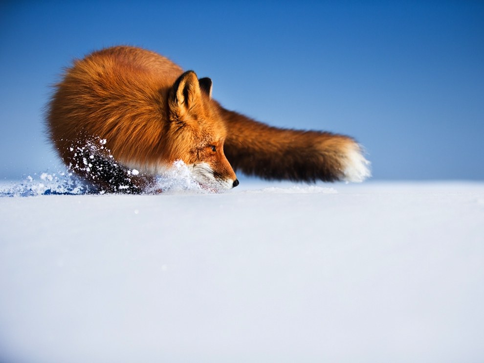National Geographic: лучшие фотографии августа