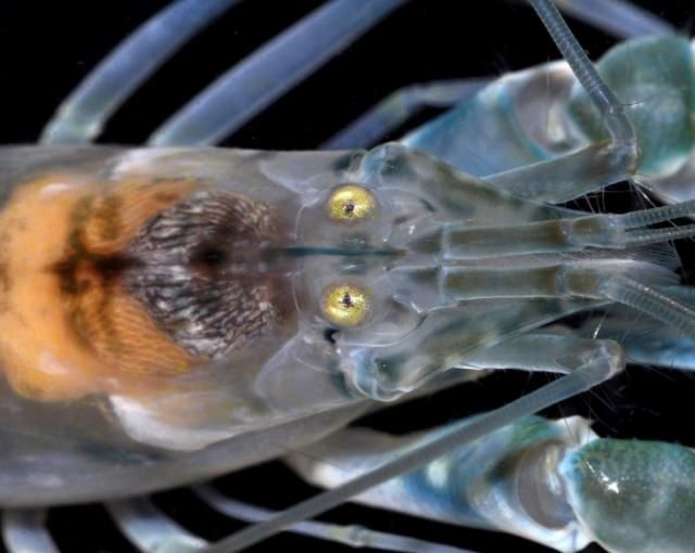 Сверхспособности животных