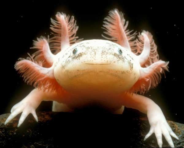 Сверхспособности животных