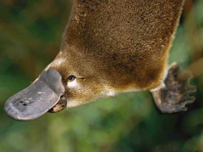 Сверхспособности животных