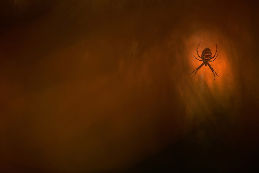 Итоги крупнейшего европейского конкурса фотографии дикой природы GDT 2013