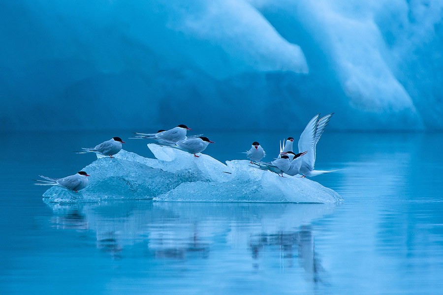 Итоги крупнейшего европейского конкурса фотографии дикой природы GDT 2013