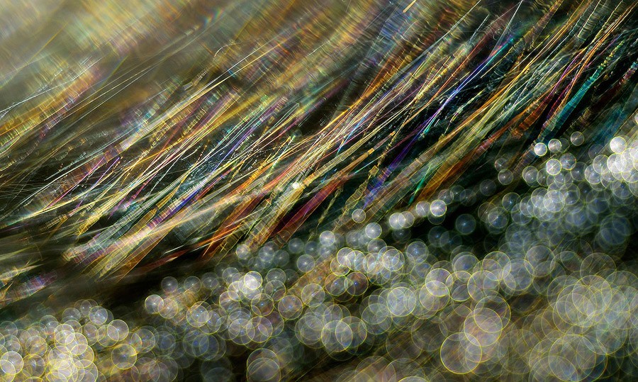 Итоги крупнейшего европейского конкурса фотографии дикой природы GDT 2013