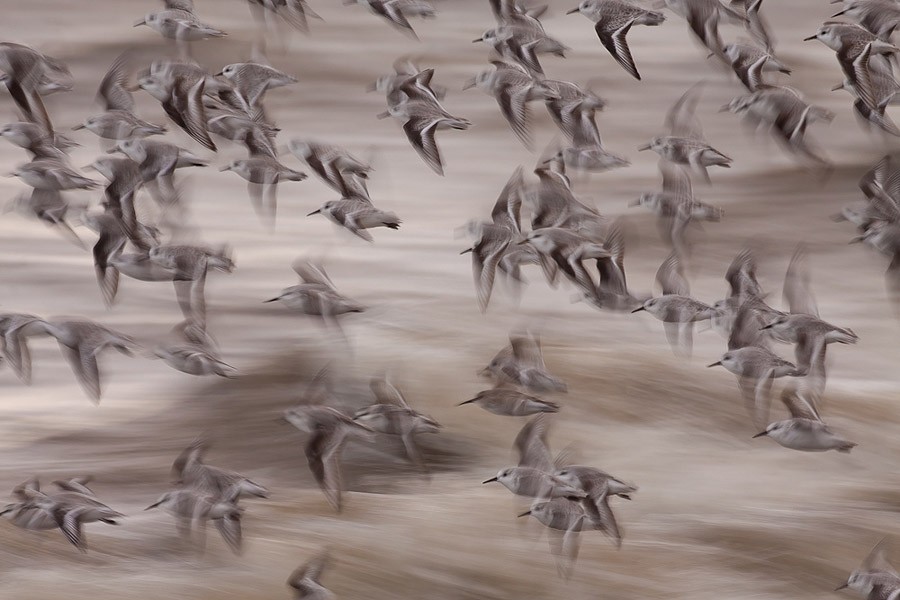 Итоги крупнейшего европейского конкурса фотографии дикой природы GDT 2013