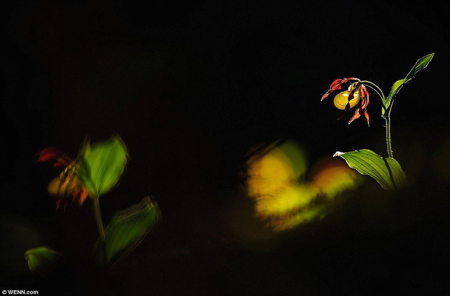 Итоги крупнейшего европейского конкурса фотографии дикой природы GDT 2013