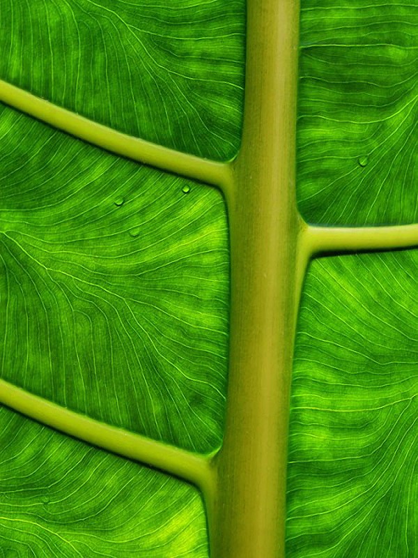 Итоги крупнейшего европейского конкурса фотографии дикой природы GDT 2013