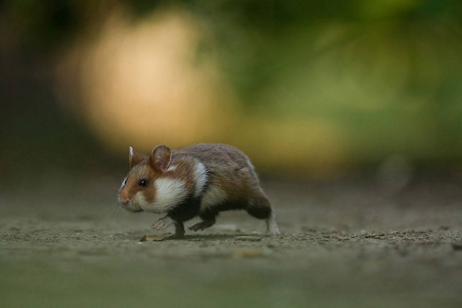 Итоги крупнейшего европейского конкурса фотографии дикой природы GDT 2013